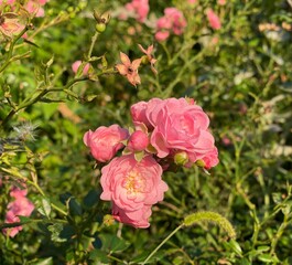 Pink roses bush on green grass summer meadow. Delicate roses blossom. Romantic small pink roses for Valentine's Day romance floral arrangement. Idyllic summer flowerbed.