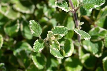 Swedish ivy Marginatus