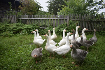 geese in the park
