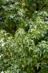 Obraz premium American sweetgum