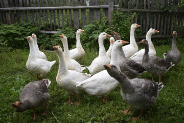 geese in the park