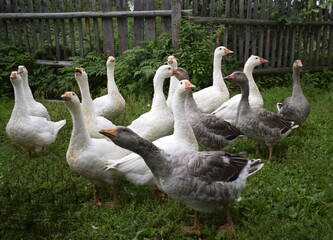 geese in the park