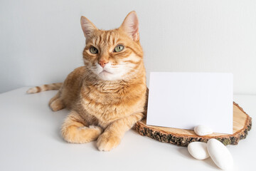 Ginger cat rustic mock up postcard. Horizontal card with white pebble on white table background...