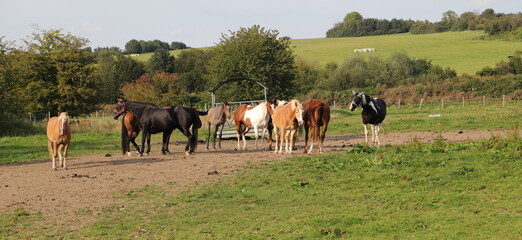many horses stand in a meadow 