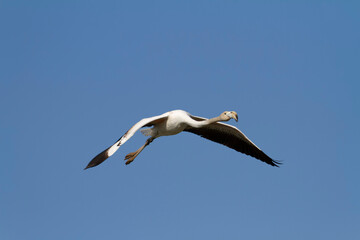 Greater Flamingo Phoenicopterus roseus from Camargue, southern France