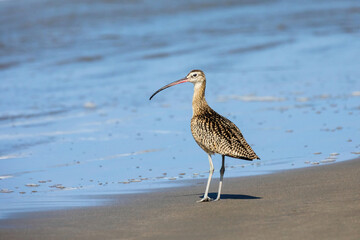 Long Billed Curlew