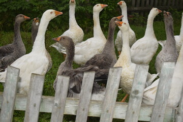 flock of geese on the lawn near the house