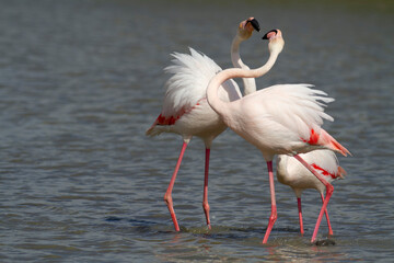Fototapeta premium Greater Flamingo Phoenicopterus roseus from Camargue, southern France