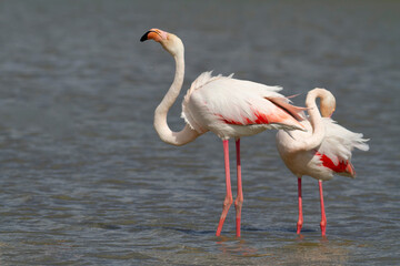 Greater Flamingo Phoenicopterus roseus from Camargue, southern France