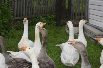 group of geese