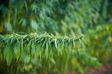 marijuana leaves cannabis plants in the farm background