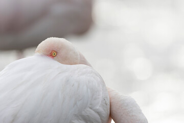 Fototapeta premium Greater Flamingo Phoenicopterus roseus from Camargue, southern France