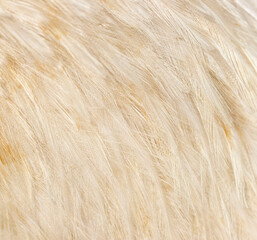 red and white bird feathers as background