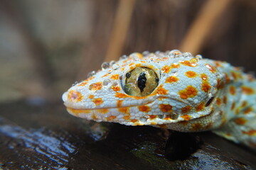 Gecko on a tree with drops of water because of the rain 