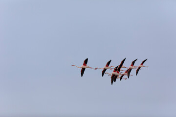 Obraz premium Greater Flamingo Phoenicopterus roseus from Camargue, southern France