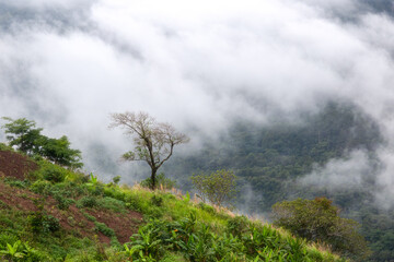 Mountain with moving mist for nature background at Phu Thap Buek, Phetchabun, Thailand