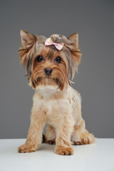 Cute yorkshire terrier puppy with beige fur isolated on gray