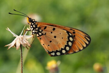 Beautiful butterfly on wild flower in the garden