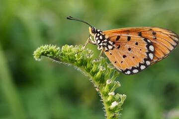 Beautiful butterfly on wild flower in the garden