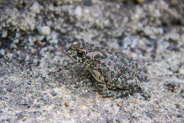 A frog sits on the ground camouflaged