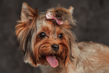 Headshot of yorkshire terrier doggy against gray background