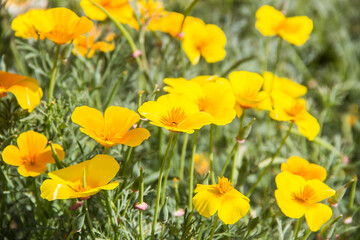 Yellow flowers grow in the sun