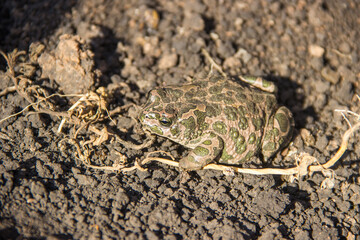 A frog sits on the ground camouflaged