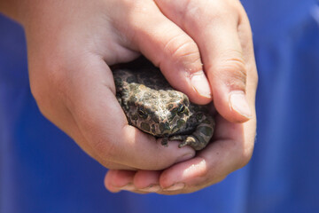 Frog in the hands of a child