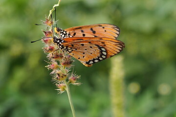 Beautiful butterfly on wild flower in the garden