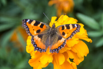 Orange butterfly sits on a flower