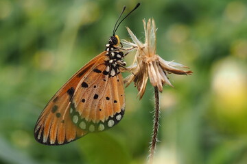 Fototapeta na wymiar Beautiful butterfly on wild flower in the garden