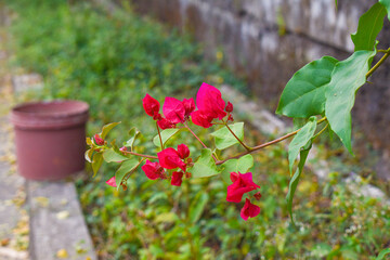 Beautiful Bogan bail flowers. Red bougainvillea flowers. Beautiful natural background.