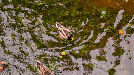 Wild ducks on the autumn lake in mid-September.