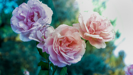 Fototapeta premium pink and yellow roses