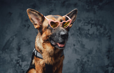 Stylish german sheepdog with pink sunglasses against dark background