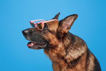 Fashion german shepherd with heart formed sunglasses
