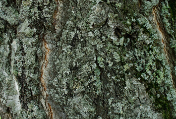 green forest, moss on the trunk of a tree. natural texture