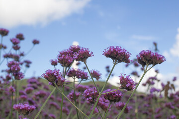 Lavender Verbena Bonariensis is a purple flower, hydrangea in the background.