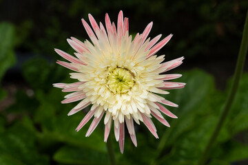 object, aromatic, botanical, topical, pollan, leaves, pollen, drop, rain, wet, decorative, gerbera,...