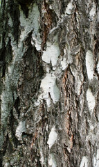 green forest, moss on the trunk of a tree. natural texture