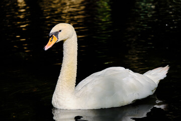 A nice calm and beautiful swan in the foreground