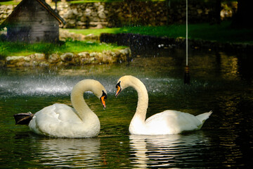 Two beautiful heart-shaped swans in love on a beautiful lake where the green of the lawn...