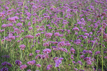 Lavender Verbena Bonariensis is a purple flower, hydrangea in the background.