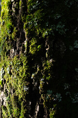 green forest, moss on the trunk of a tree. natural texture