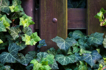 Ivy leaves on a wooden background.