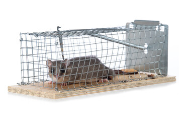 Glis glis in a live trap