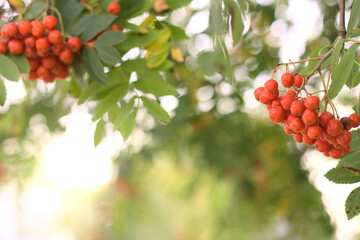 Rowan (mountain ash) bunches hanging from the tree in the setting sun. Early autumn.