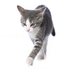 Angry tabby kitten on white background