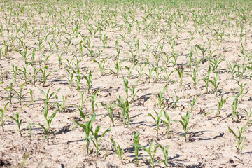 Beautiful landscape of green wheat fields on dry soil with trees on a row in the background on a warm sunny summer day with a blue sky and no clouds on the horizon at the countryside background