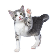 Cute tabby kitten lift the paw on white background